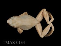 藏品(褐樹蛙)的圖片